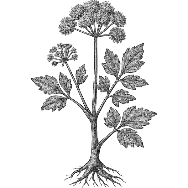 Angelica Root essential oil