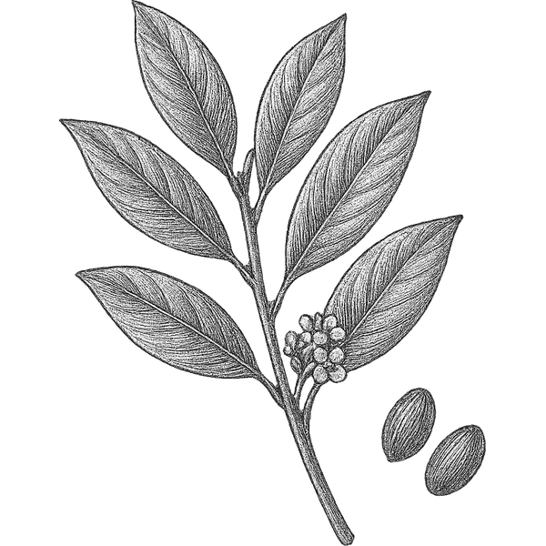 Bay Laurel essential oil