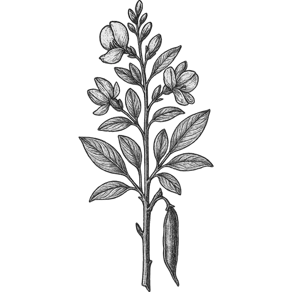 Broom essential oil