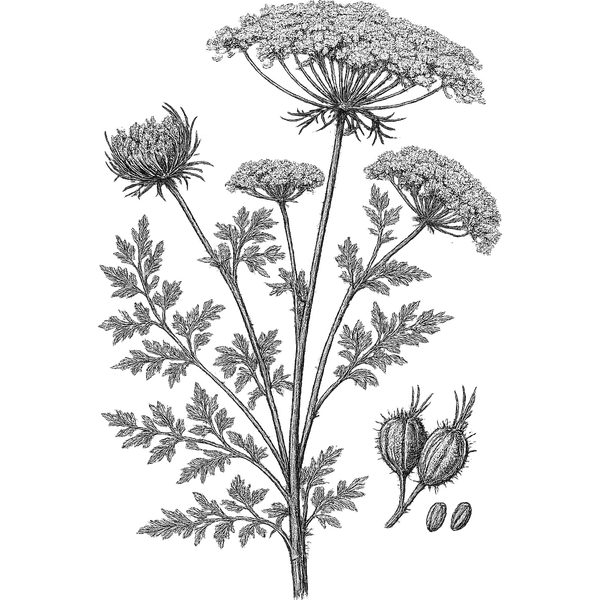 Carrot Seed essential oil