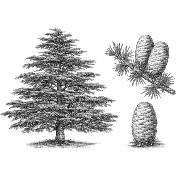Cedarwood essential oil
