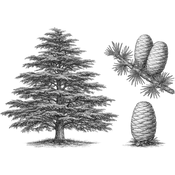 Cedarwood essential oil