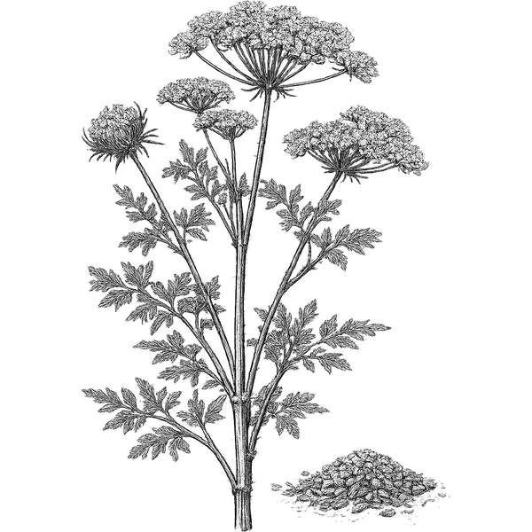 Celery Seed essential oil