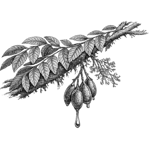 Copaiba Balsam essential oil