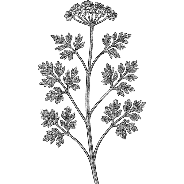 Coriander essential oil