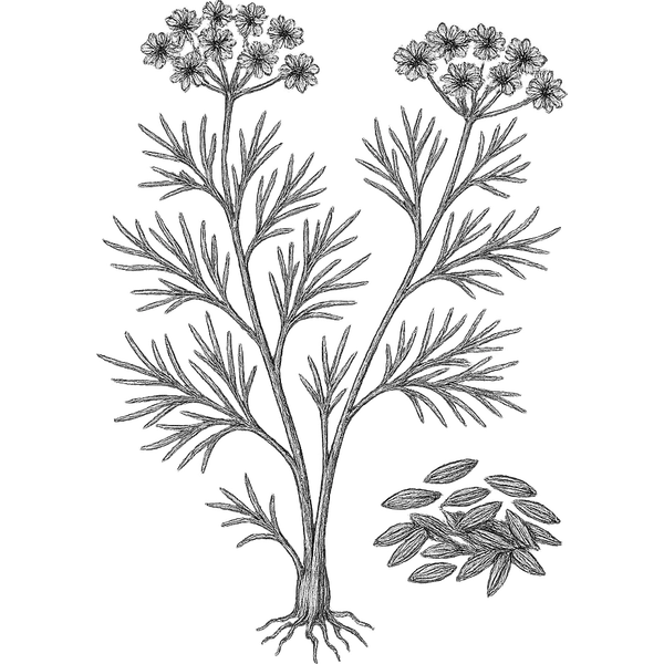 Cumin essential oil