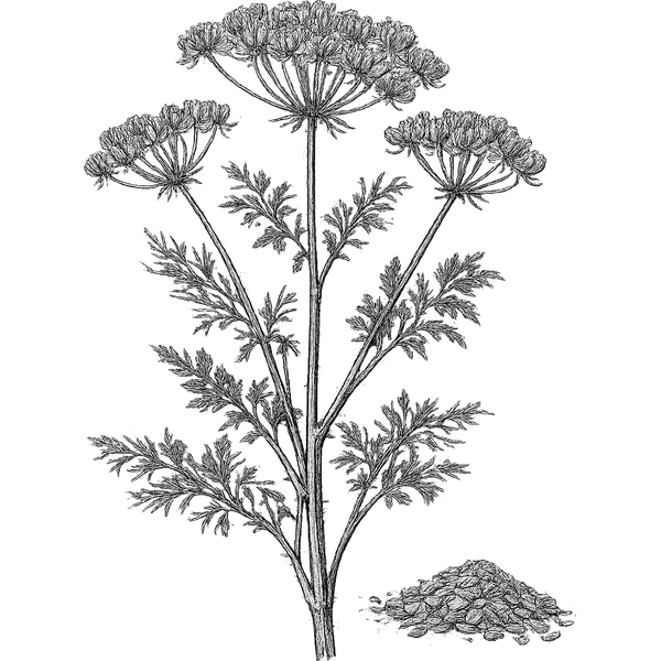 Dill Seed essential oil