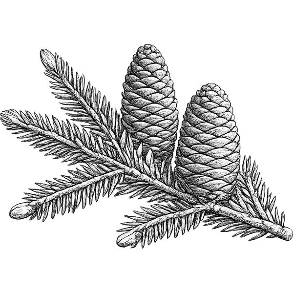 Fir Needle essential oil