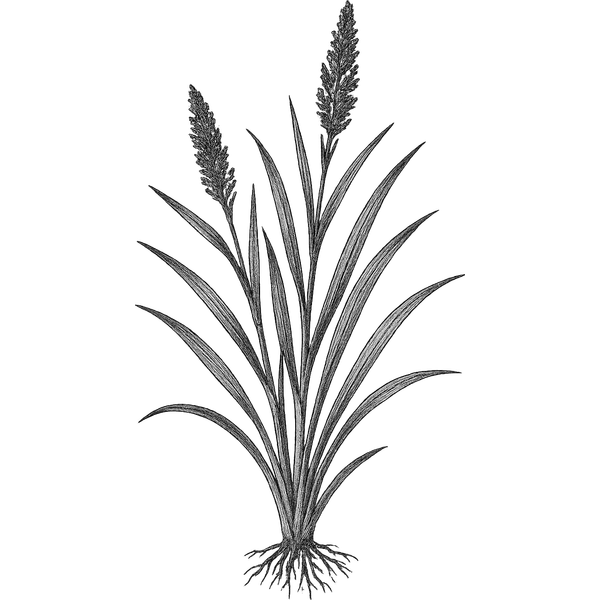 Gingergrass essential oil