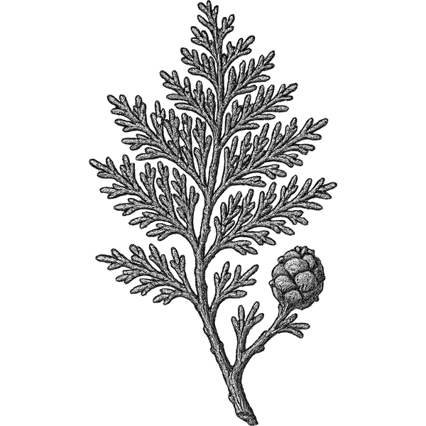 Hinoki essential oil