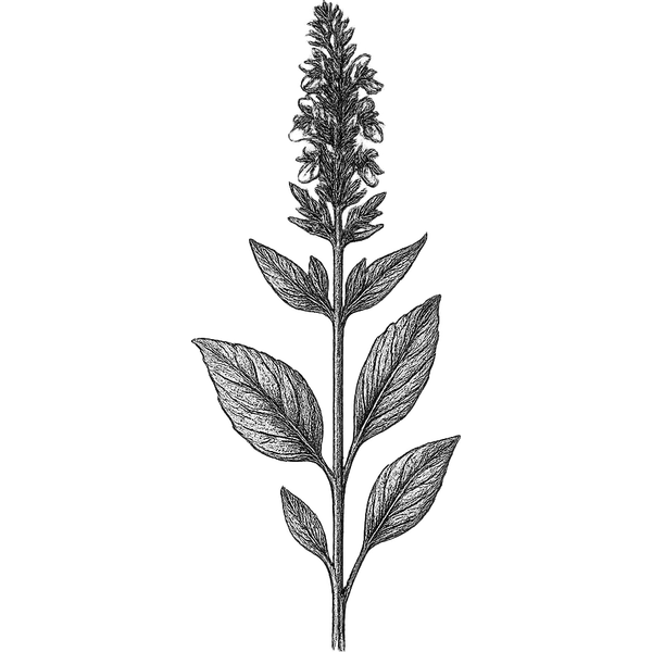Hyssop essential oil