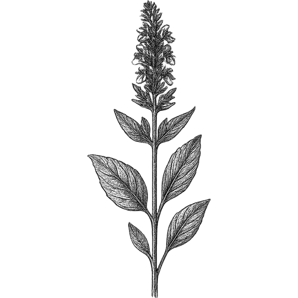 Hyssop essential oil