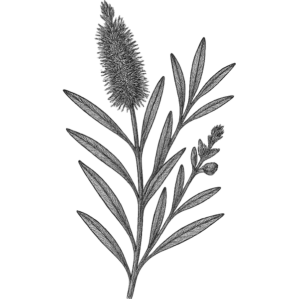 Nerolina essential oil