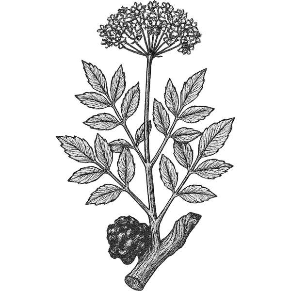 Opoponax essential oil