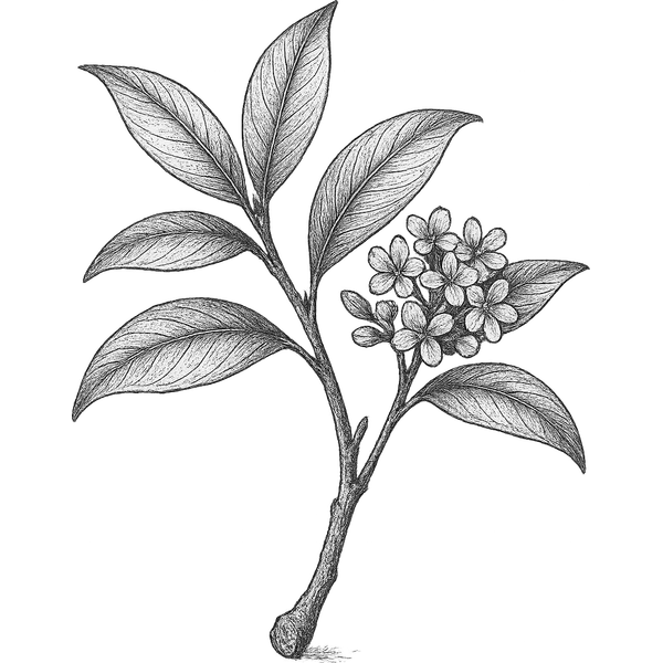 Osmanthus essential oil
