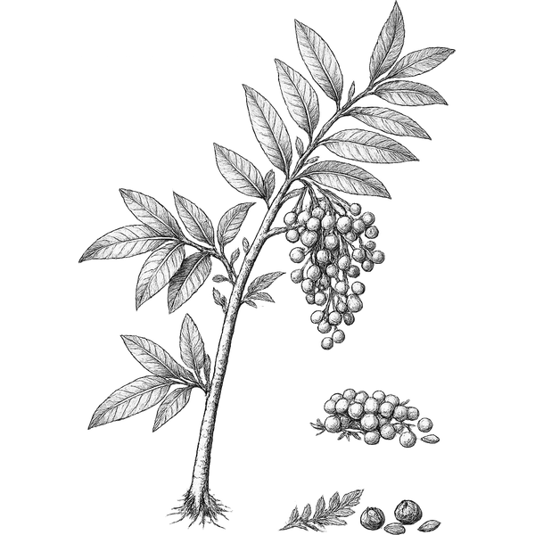 Pink Pepper essential oil