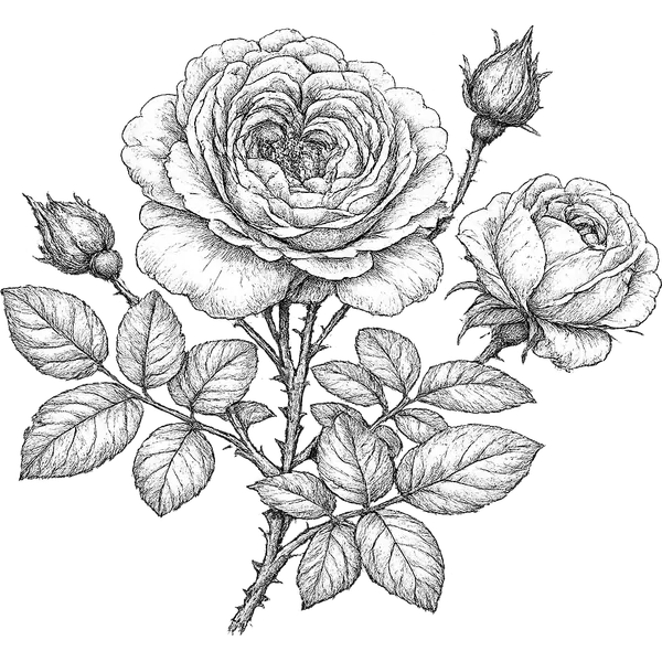 Rose essential oil