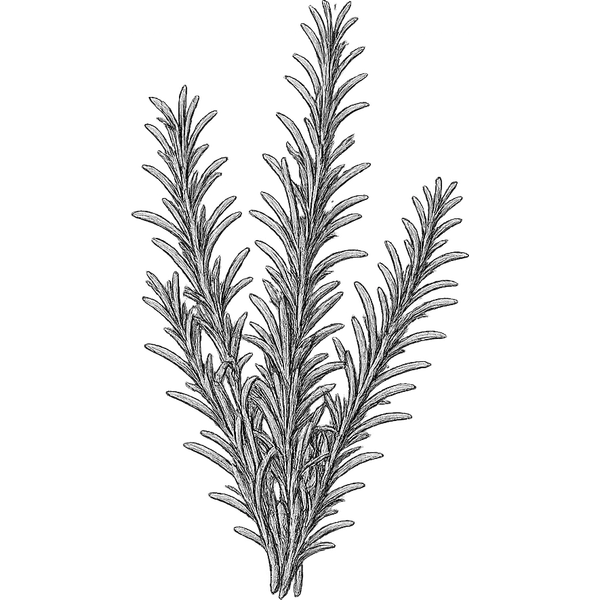 Rosemary essential oil