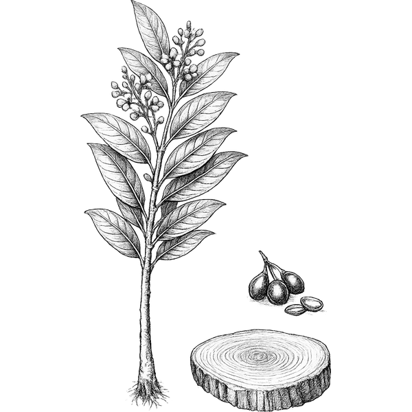 Rosewood essential oil