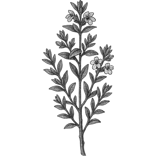 Savory essential oil