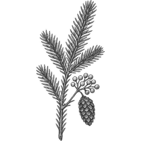 Spruce essential oil