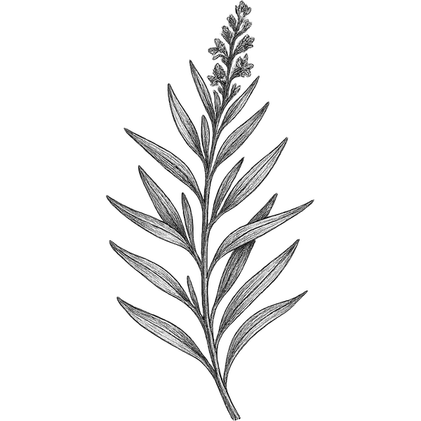 Tarragon essential oil