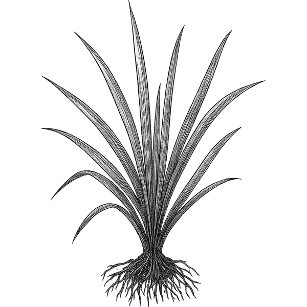 Vetiver essential oil