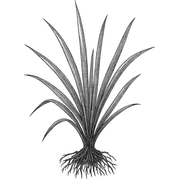 Vetiver essential oil