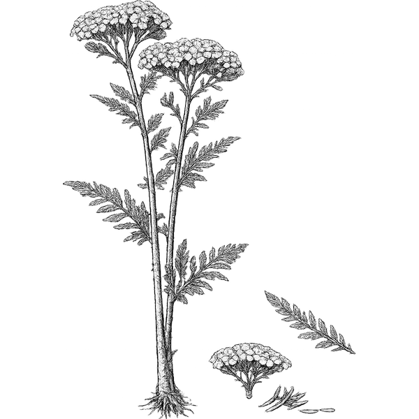 Yarrow essential oil