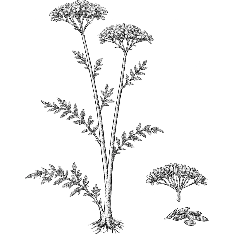 Caraway essential oil