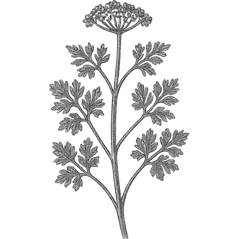 Coriander essential oil