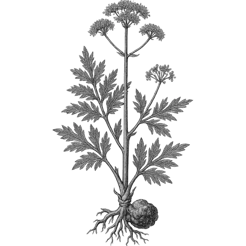 Galbanum essential oil