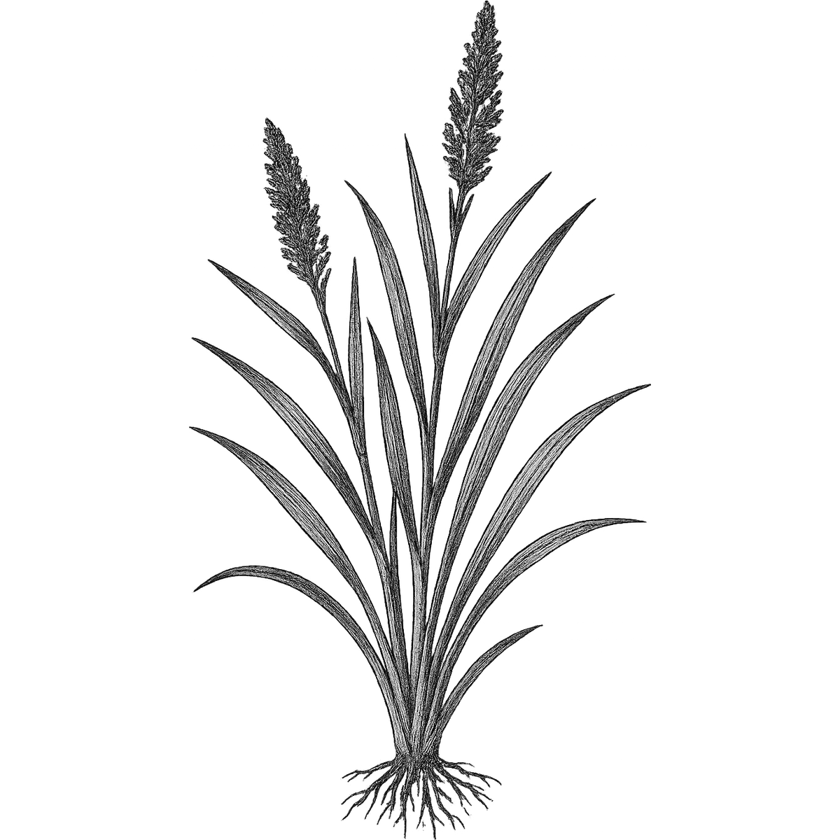 Gingergrass essential oil