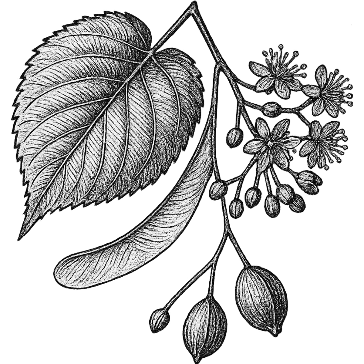 Linden Blossom essential oil