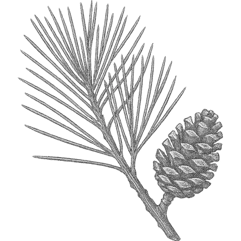Pine essential oil