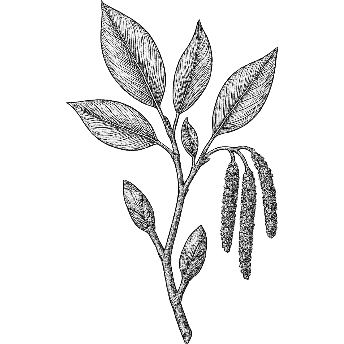 Poplar Bud essential oil
