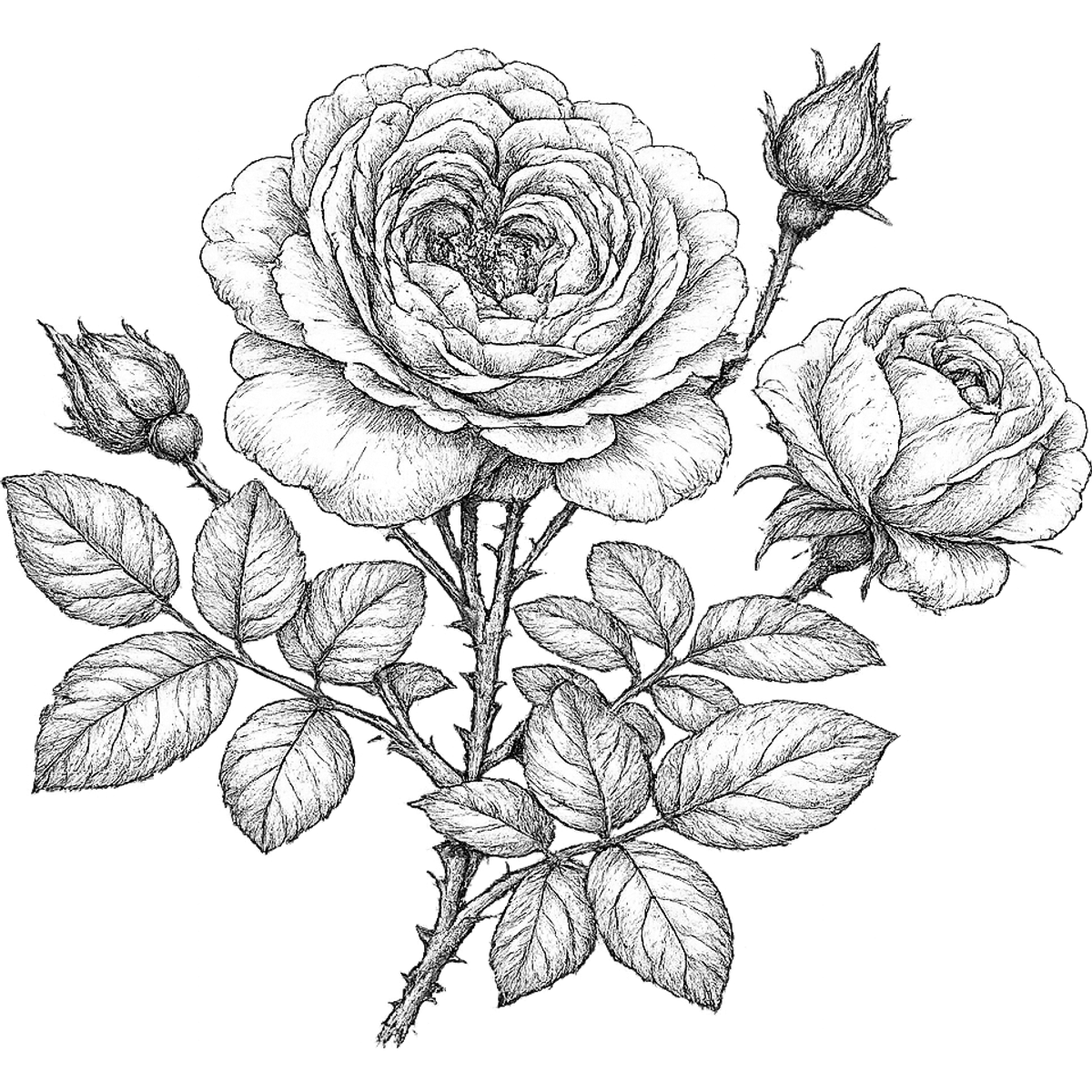Rose essential oil