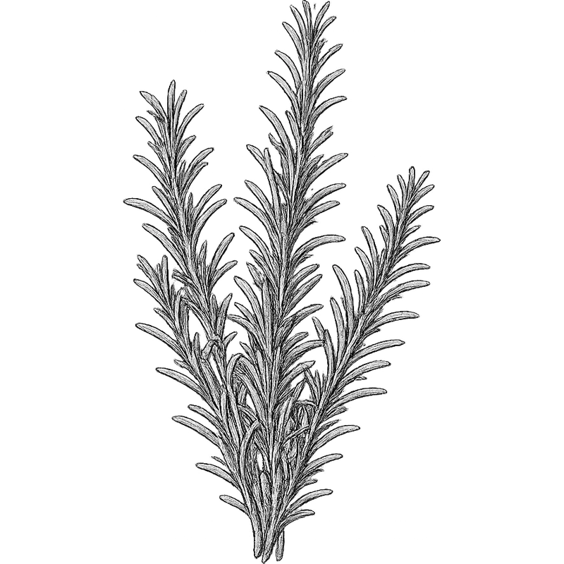 Rosemary essential oil