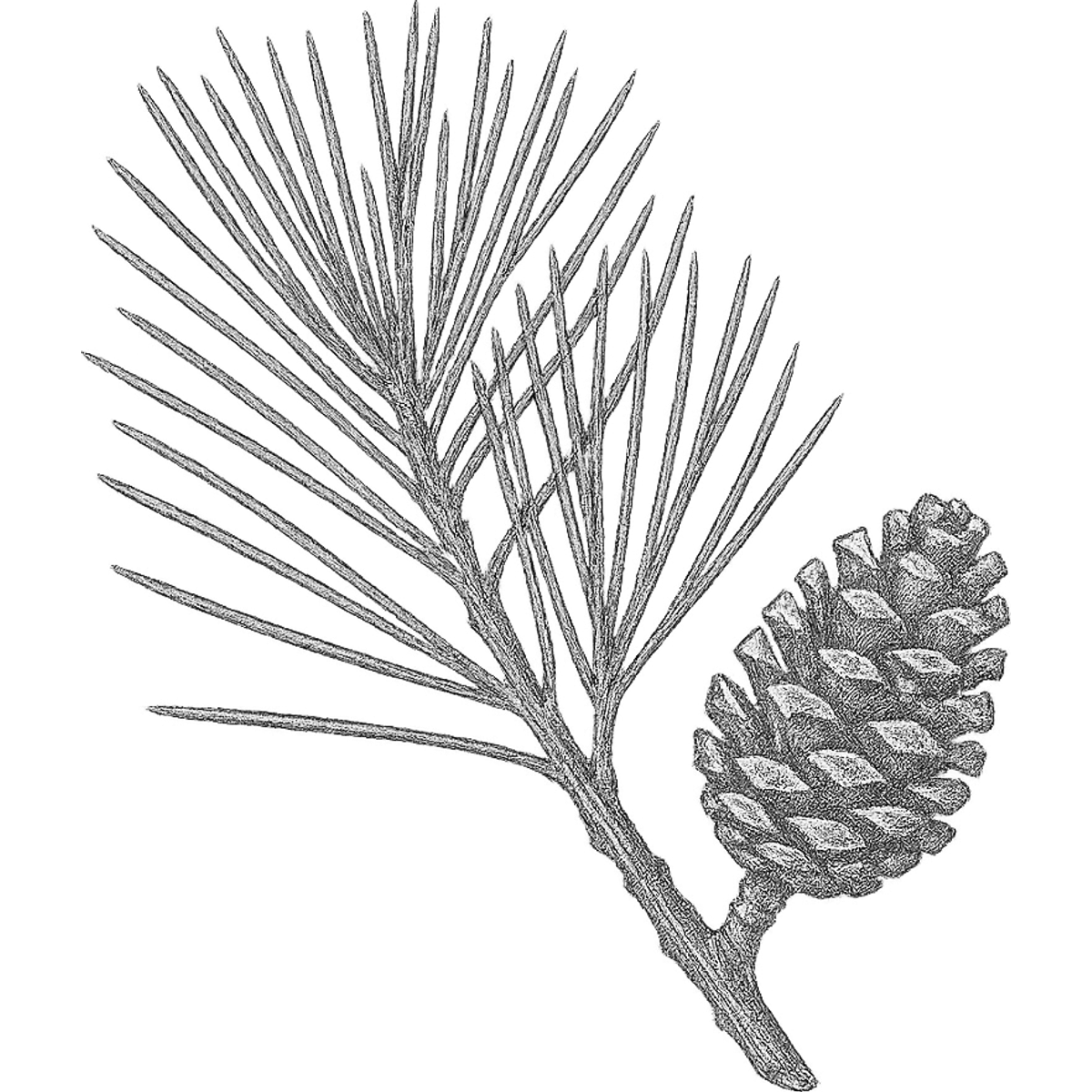 Scotch Pine essential oil