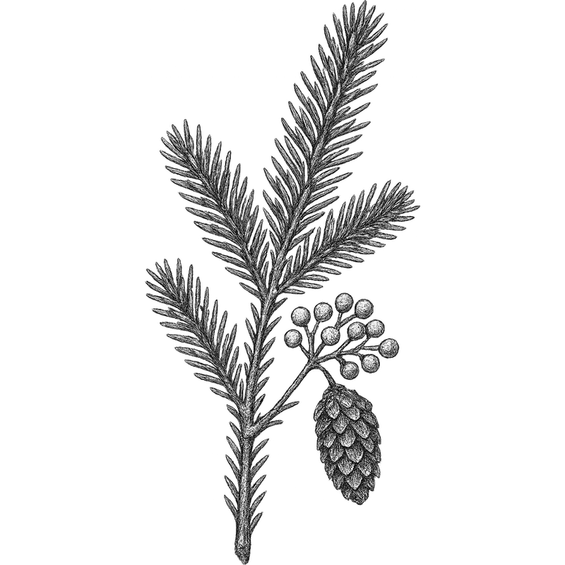 Spruce essential oil