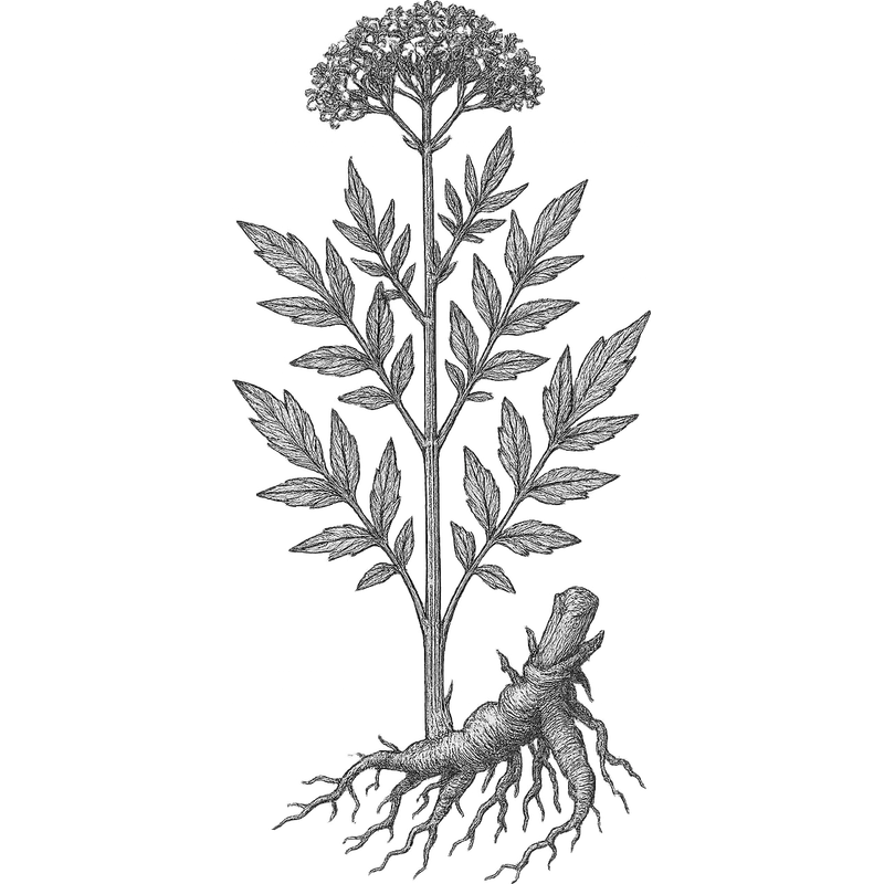 Valerian essential oil