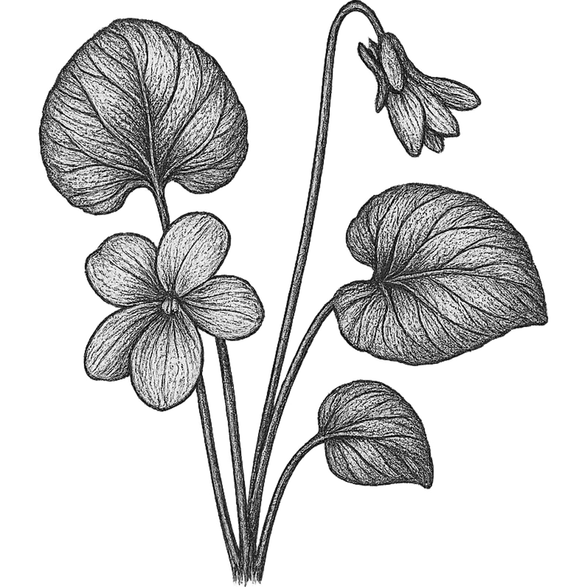 Violet Leaf essential oil
