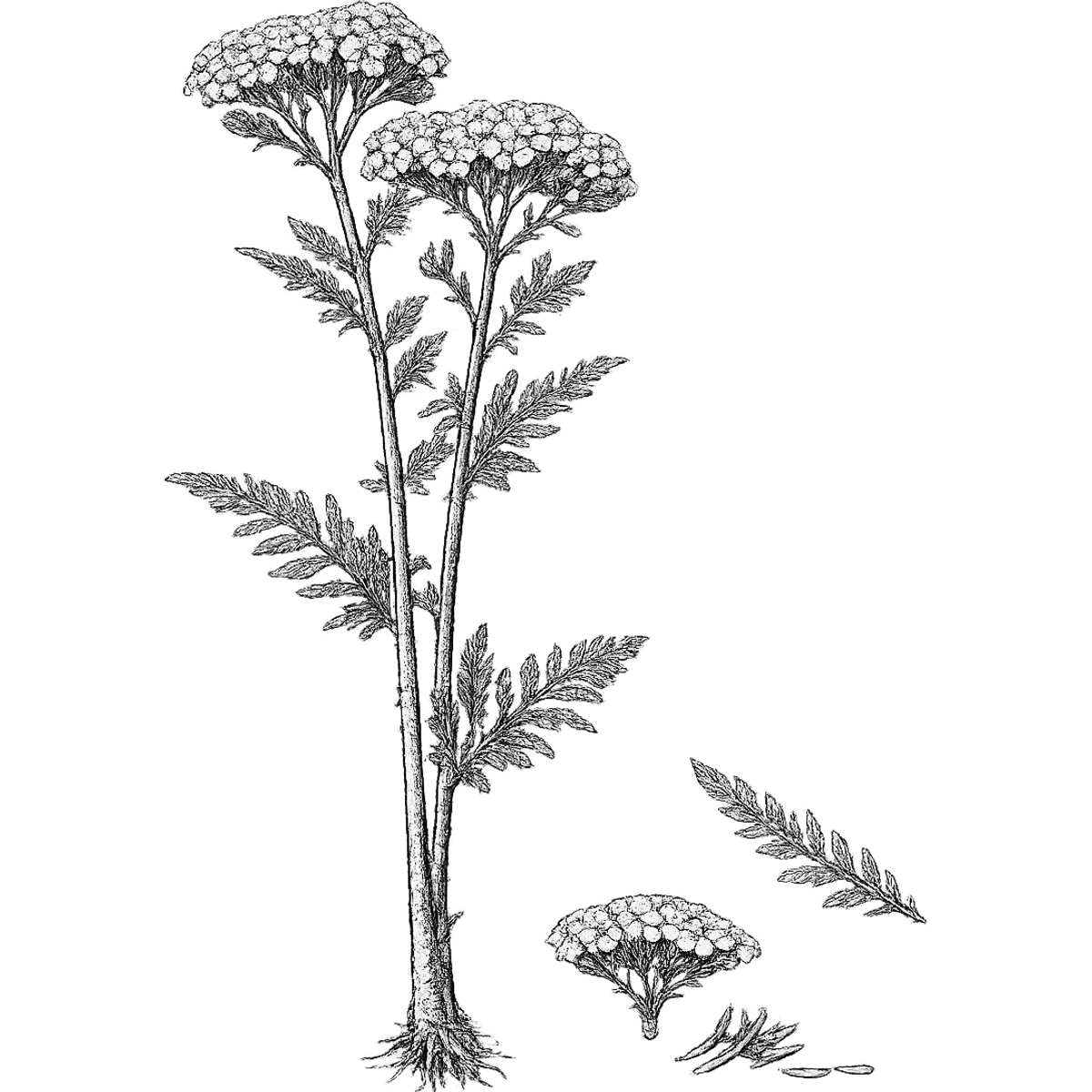 Yarrow essential oil