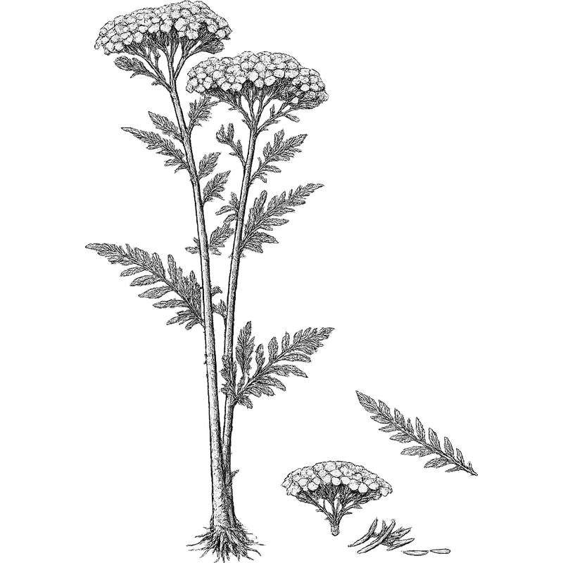 Yarrow essential oil